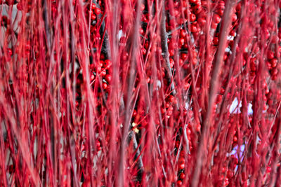 Close-up of red leaves