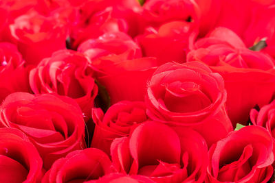 Full frame shot of red roses