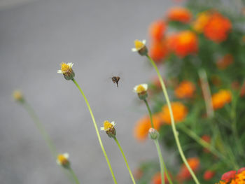 Close-up of bee pollinating on flowers