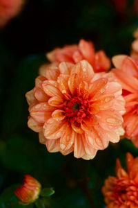 Close-up of orange rose flower