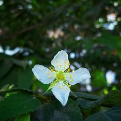 Close-up of white flower