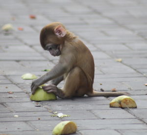 Monkey holding a piece of apple
