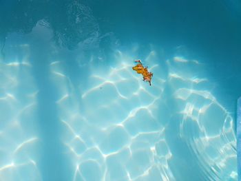 High angle view of jellyfish swimming in sea