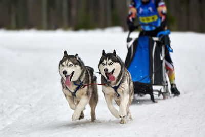Husky sled dog racing. winter dog sport sled team competition. siberian husky dogs pull sled