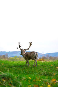 View of deer on field