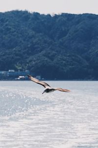 Bird flying over sea