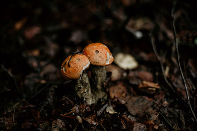 Close-up of mushroom growing on field