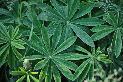 Full frame shot of fresh green plant