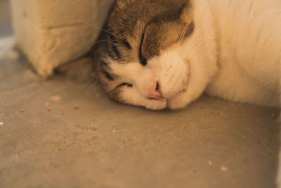 Close-up of cat sleeping