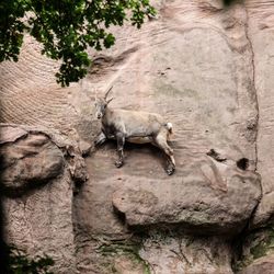 Low angle view of mountain goat on rock formation