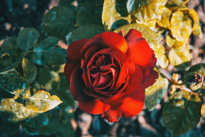 Close-up of rose plant