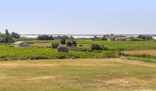 Scenic view of agricultural field against clear sky