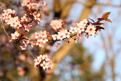 Close-up of flowers on tree