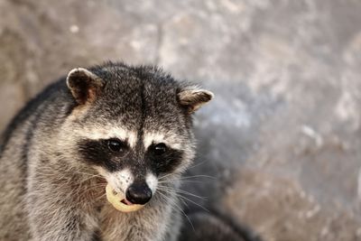 Close-up of cat