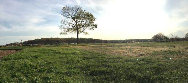 Scenic view of grassy field against sky