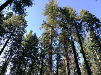 Low angle view of pine trees against sky