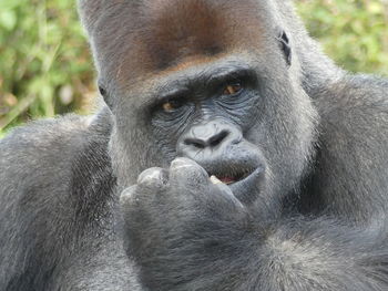 Close-up of gorilla