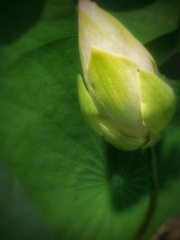 Close-up of yellow flowers