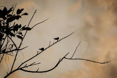 Low angle view of silhouette birds perching on tree