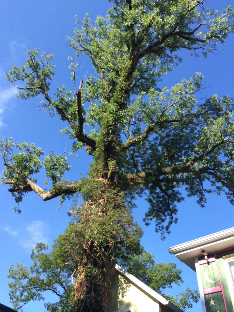 tree, low angle view, built structure, architecture, building exterior, blue, branch, sky, growth, clear sky, house, nature, day, sunlight, green color, outdoors, no people, tree trunk, roof, high section