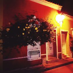 Illuminated tree by building at night