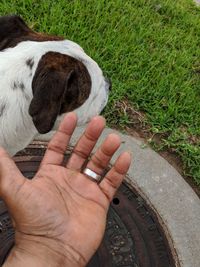 High angle view of human hand on grass