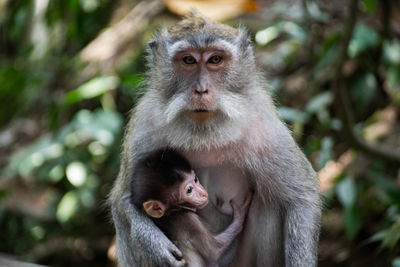 Portrait of monkey sitting in forest