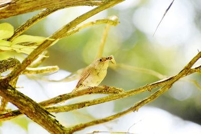 Close-up of bird perching on branch