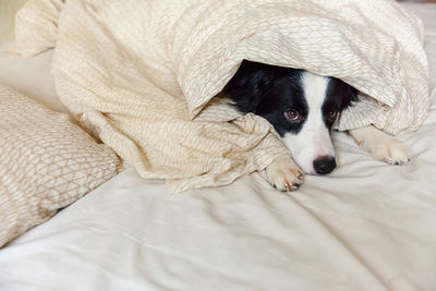 Puppy dog border collie lay on pillow blanket in bed. do not disturb me let me sleep