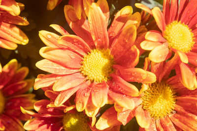 Close-up of raindrops on yellow daisy flowers