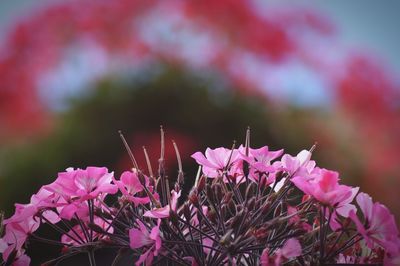 Detail shot of pink flowers against blurred background