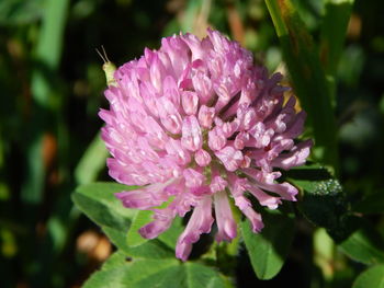 Close-up of pink flowers