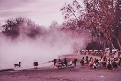 Group of birds in the water