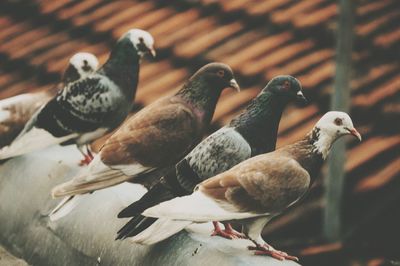 Close-up of pigeons perching