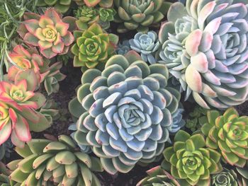 High angle view of succulent plant