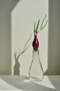 Close-up of sprouted red onion