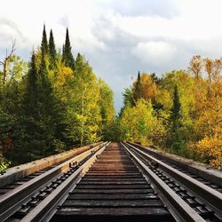 Railroad track in forest