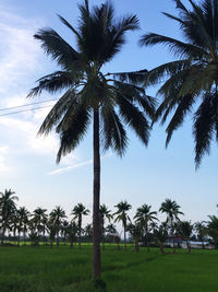 Palm trees on field against sky