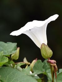 Close-up of flower against blurred background