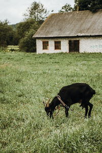 View of a horse on field