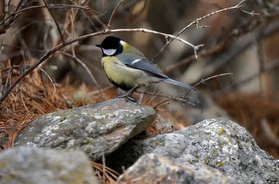 bird