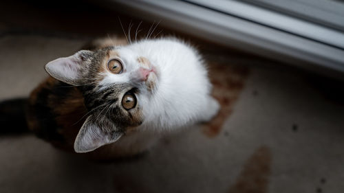 Close-up portrait of a cat