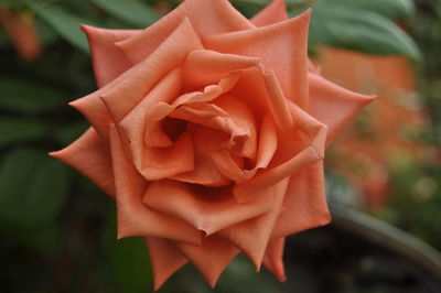 Close-up of rose growing outdoors