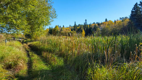 Plants growing in forest against clear sky