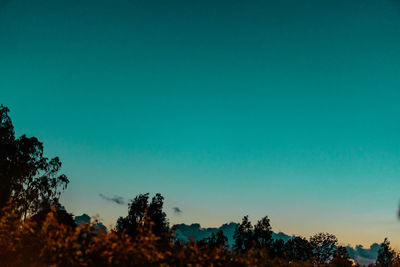 Low angle view of trees against clear sky