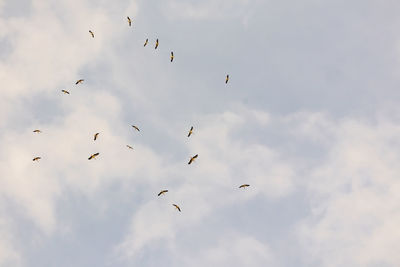 Migrating storks at the end of summer season.