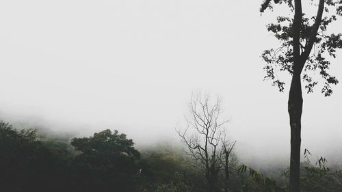 Low angle view of trees against clear sky