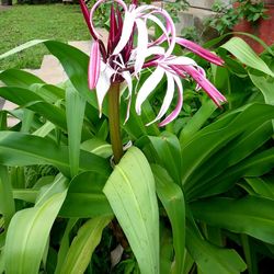 Close-up of pink flower blooming in garden