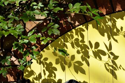 Plants growing on a tree