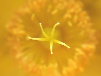 Close-up of yellow flower